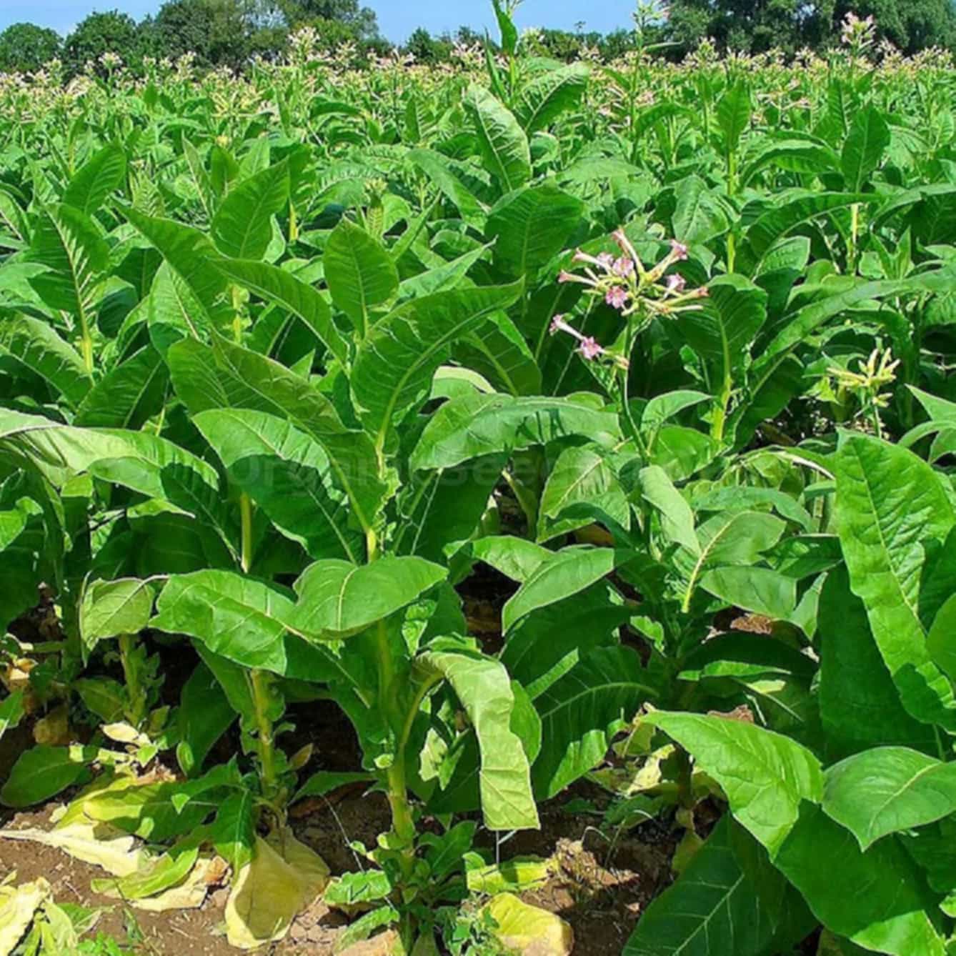 The genesis of tobacco seedlings in Uganda's embrace